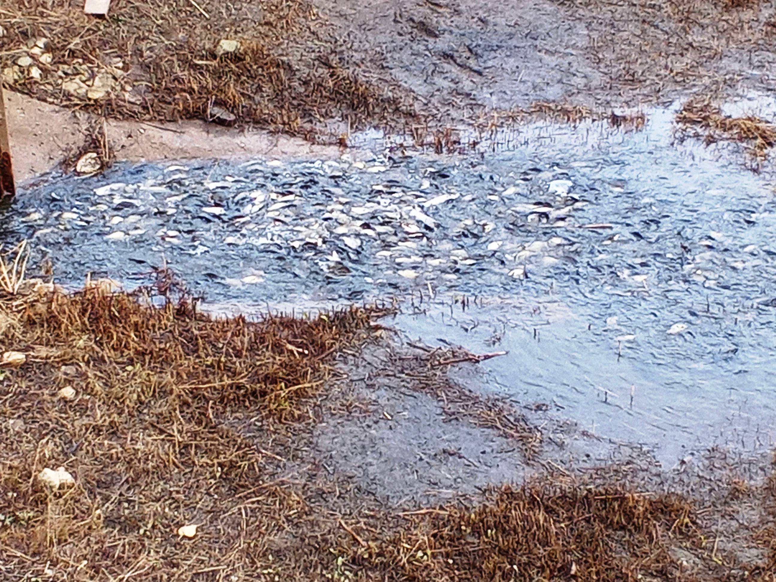 3 выпуск сазана октябрь