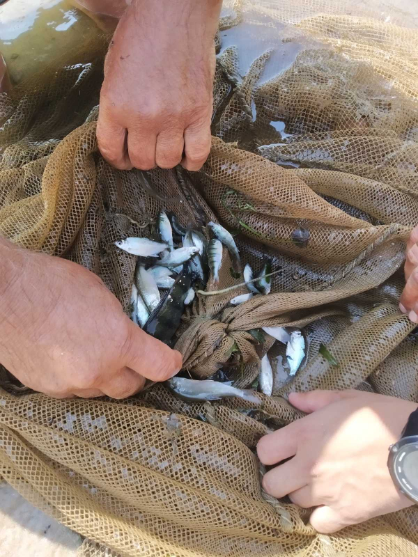 Учет численности молоди рыб в Волгоградском и Саратовском водохранилищах