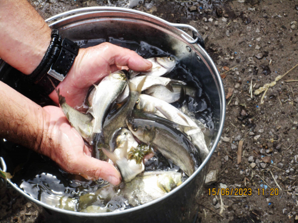 Выпуск годовиков сазана и растительноядных рыб в г. Балаково